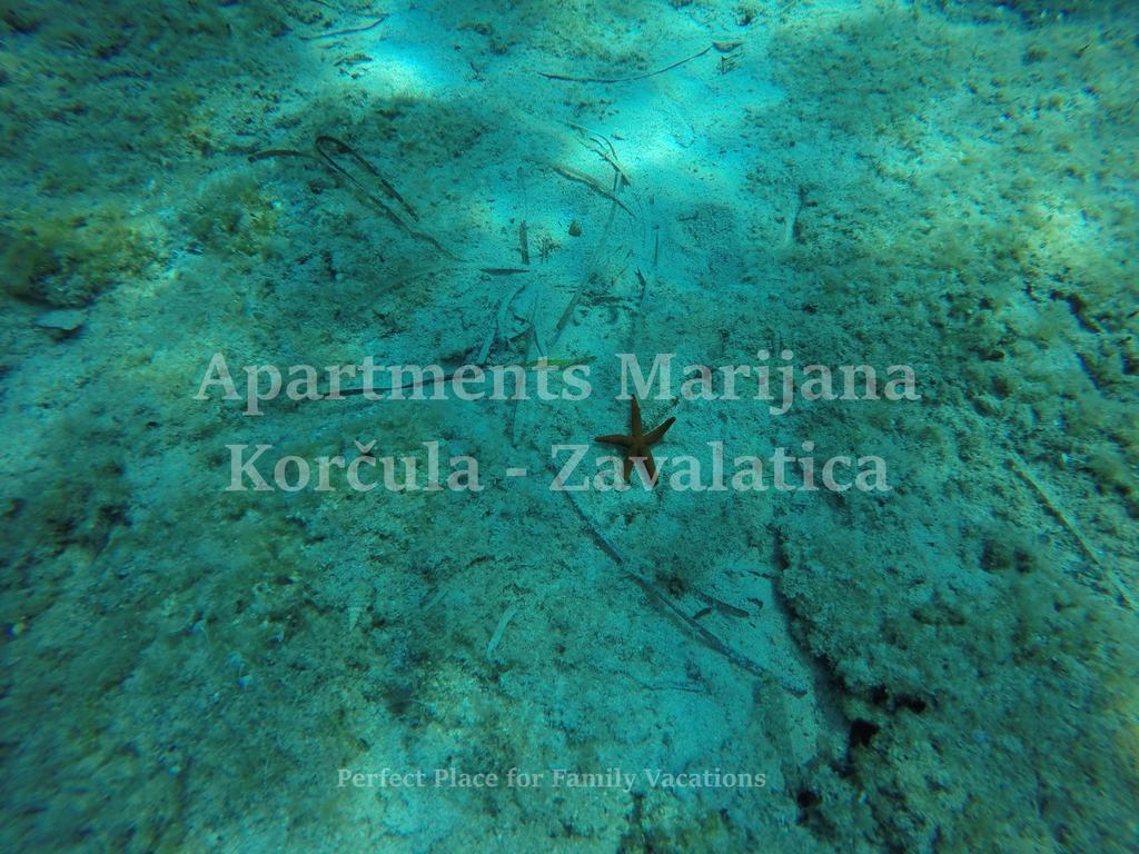 Apartments Marijana Zavalatica Exterior photo